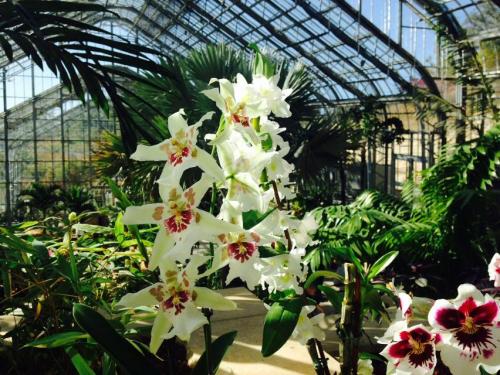 A bright greenhouse filled with lush green plants and blooming white orchids with red markings.