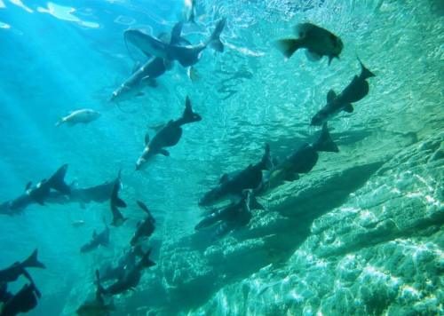 A school of fish swimming underwater, with sunlight filtering through the water's surface.