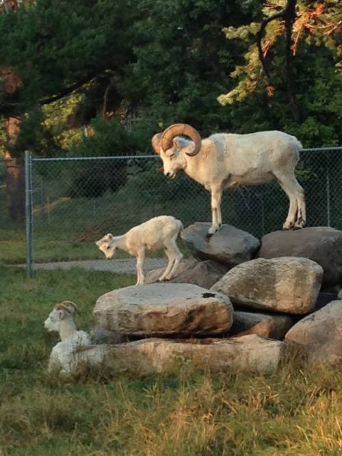 Three white mountain goats on rocks, with one adult standing and two younger goats nearby in a grassy area.