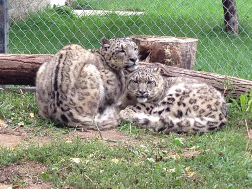 Two snow leopards cuddle together on the grass near a log, with a fence and greenery in the background.