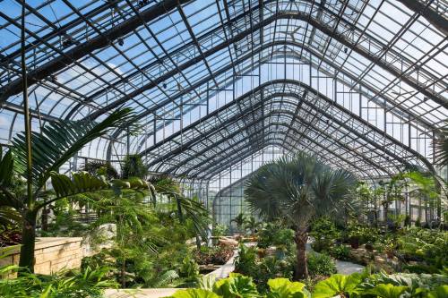 A spacious greenhouse with a glass roof, filled with lush tropical plants and palm trees.