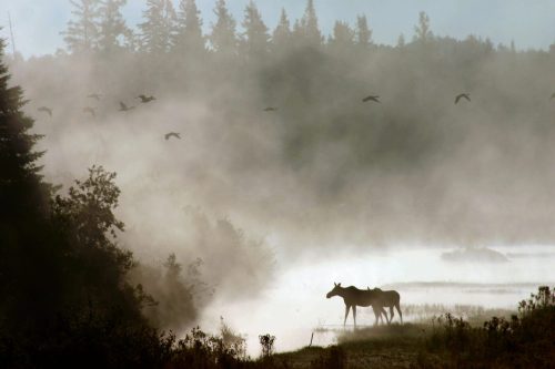 A moose stands in misty water with birds flying overhead, surrounded by trees in a serene, foggy landscape.