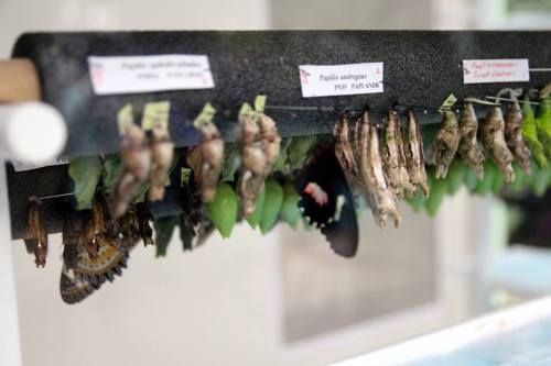 A display of butterfly chrysalises in various stages of development, hanging on a black rod with labels.