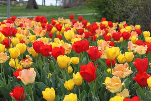 A vibrant garden filled with red, yellow, and peach tulips in full bloom.