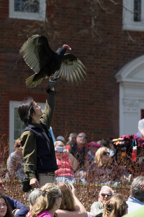 A person holds a large bird of prey aloft in front of an audience, with a historic building in the background.