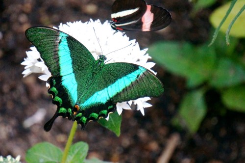 A vibrant green butterfly with blue accents rests on a white flower, while another butterfly flutters in the background.
