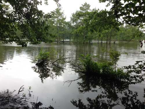 A tranquil scene of a flooded area with trees reflected in the still water, surrounded by lush greenery.