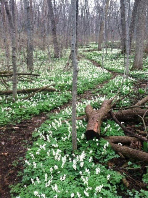 A forest path surrounded by lush green foliage and clusters of white flowers, with fallen logs scattered throughout.
