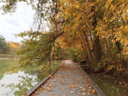 A wooden path lined with autumn leaves leads to a calm, reflective body of water surrounded by trees.