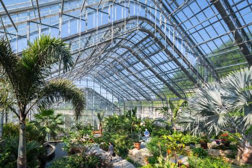 A spacious greenhouse filled with lush tropical plants and palm trees, featuring a glass roof and bright sunlight.