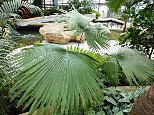 Lush indoor garden featuring large palm leaves, rocks, and a tranquil water feature.