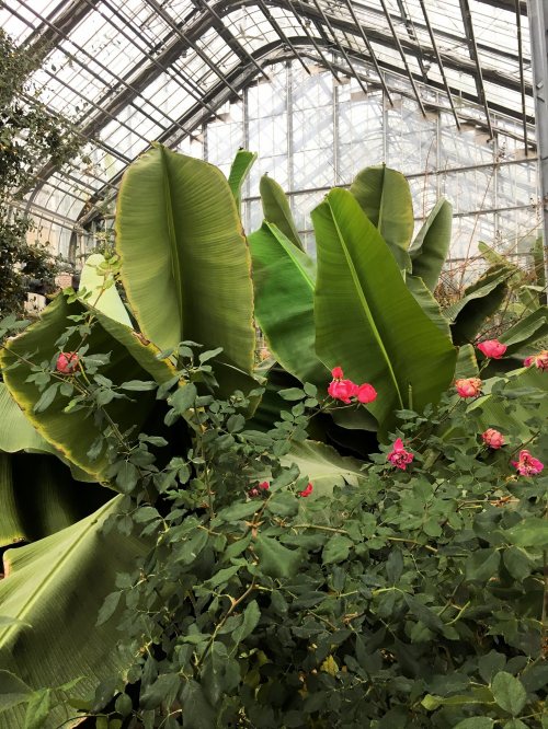 Lush green leaves and pink roses in a greenhouse, with sunlight filtering through the glass structure.