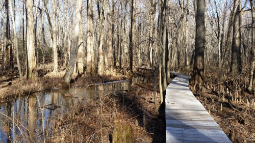 A wooden boardwalk winds through a bare forest with trees and a small pond, showcasing a tranquil natural setting.