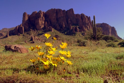 A cluster of yellow flowers in the foreground with rocky mountains and a clear blue sky in the background.