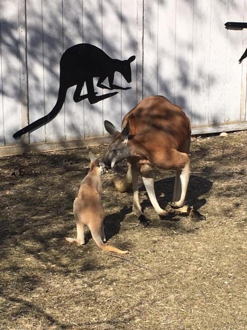 A kangaroo and its joey interact in front of a wall with a kangaroo silhouette.