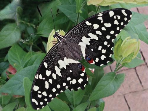 A black and white butterfly with red spots perched on green leaves.