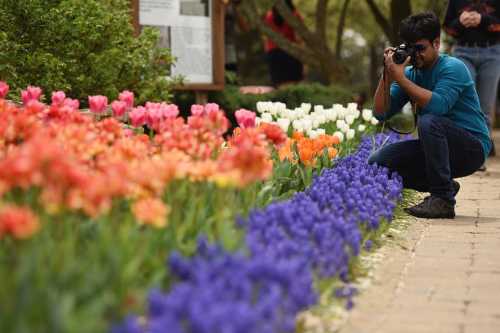 A person crouches to photograph colorful flowers in a garden, surrounded by vibrant tulips and irises.