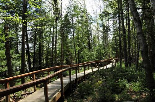 A wooden boardwalk winding through a lush green forest with tall trees and dappled sunlight.