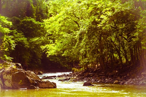A serene river flows through a lush green forest, surrounded by rocks and vibrant foliage.