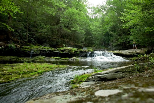 A serene forest scene featuring a gentle stream flowing over rocks, surrounded by lush green trees.