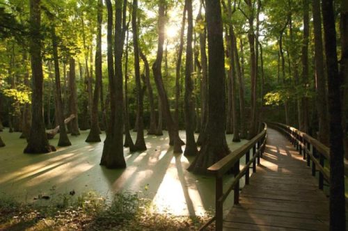 A serene forest scene with tall trees, sunlight filtering through, and a wooden walkway beside a green, swampy area.