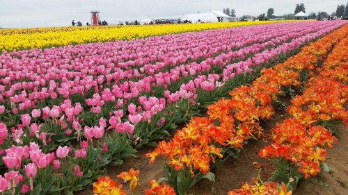 A vibrant field of tulips in pink, yellow, and orange, stretching under a cloudy sky.