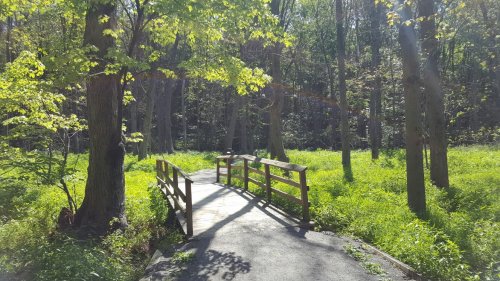 A wooden bridge crosses a path in a sunlit forest, surrounded by lush green grass and trees.
