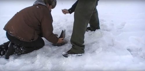 Two people kneel in snow, one holding a fish while the other prepares to assist in catching it.