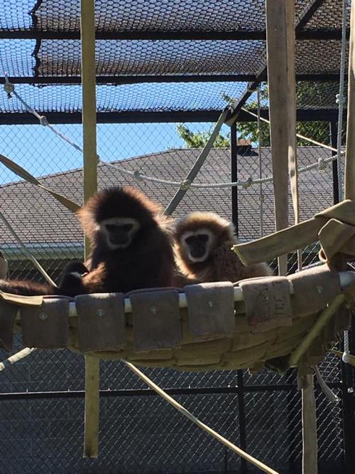 Two gibbons sit together in a hammock-like structure, surrounded by a zoo enclosure with trees and netting above.