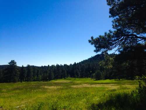 A serene landscape featuring a green meadow surrounded by trees under a clear blue sky.