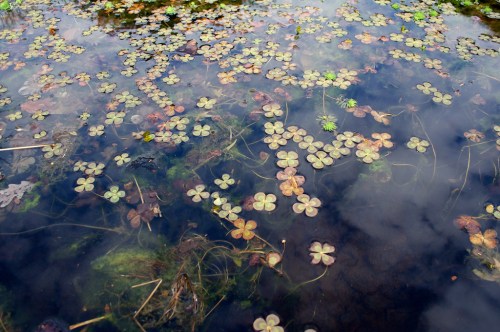 A serene pond surface covered with green and brown lily pads and aquatic plants, reflecting the sky above.