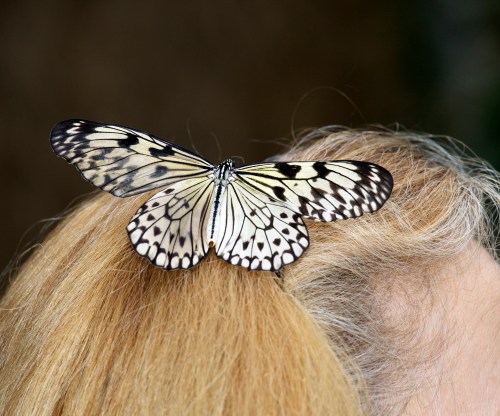 A butterfly with black and white patterns rests on a person's blonde hair.