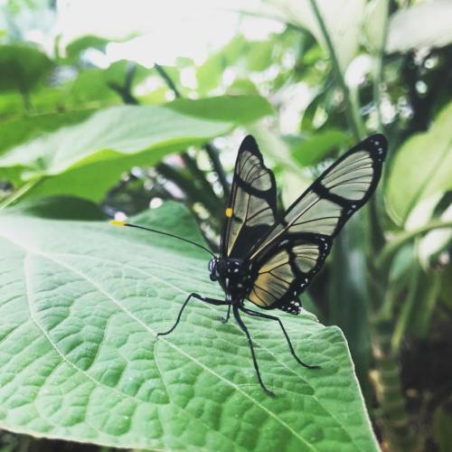 A close-up of a butterfly resting on a green leaf, surrounded by lush foliage.