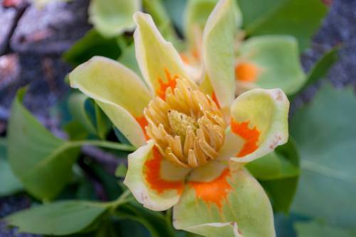 A close-up of a yellow-green flower with orange accents and a central cluster of yellow stamens, surrounded by green leaves.