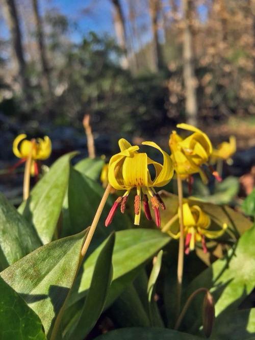Close-up of yellow flowers with curled petals and green leaves, set against a blurred natural background.