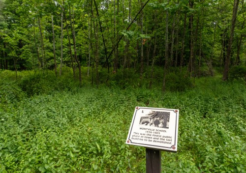 A sign about Montville School stands in a lush, green forested area, surrounded by dense vegetation.