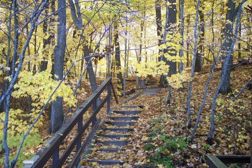 A wooden staircase leads through a forest of vibrant yellow leaves and trees in autumn.