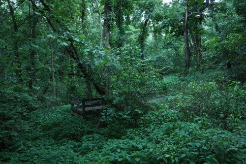 Lush green forest with dense foliage and a wooden platform partially hidden among the trees.