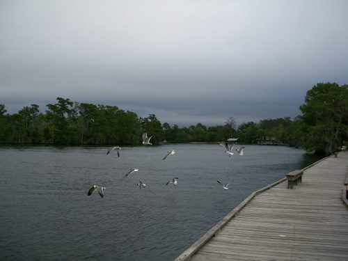 A serene river scene with a wooden walkway and birds flying over the water, surrounded by lush greenery and cloudy skies.