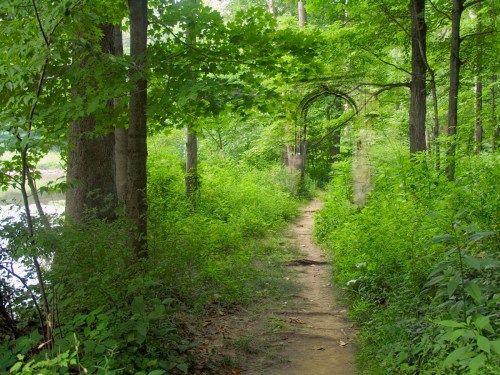 A serene forest path surrounded by lush greenery and trees, leading towards an archway in the distance.