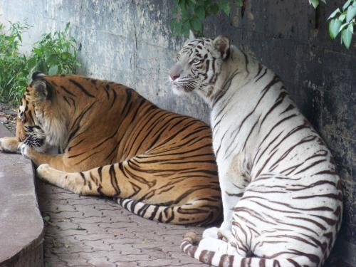 Two tigers resting side by side: one orange with black stripes and one white with black stripes.