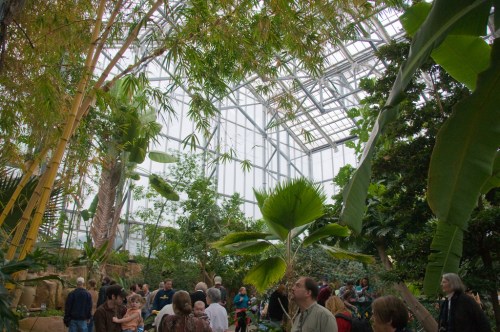 A lush greenhouse filled with tropical plants and a crowd of people exploring the vibrant environment.