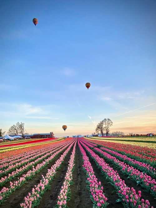 Colorful tulip fields stretch under a clear sky, with hot air balloons floating above in the distance.