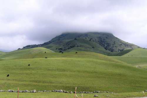 Lush green hills under a cloudy sky, with a mountain peak partially obscured by fog and scattered cows grazing.