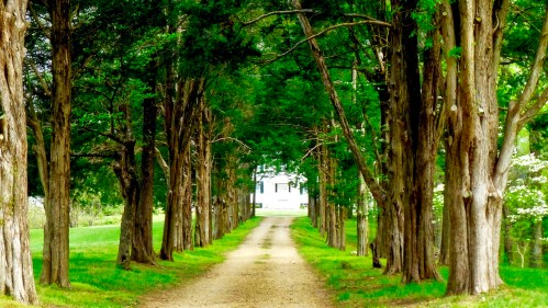 A tree-lined path leads to a white house in a lush green landscape, surrounded by tall trees.