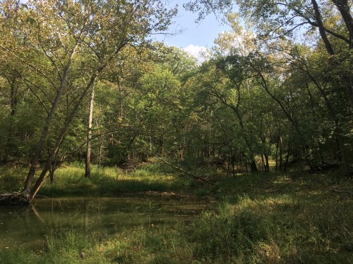 A serene forest scene with lush green trees surrounding a calm pond under a clear blue sky.