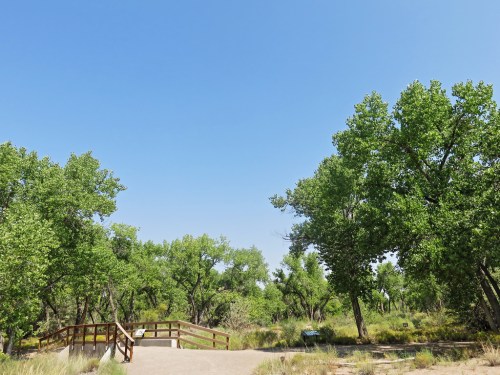 A sunny landscape featuring a wooden walkway surrounded by lush green trees and clear blue skies.