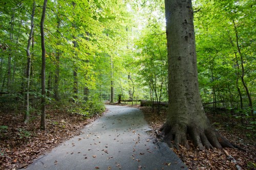 A winding path through a lush green forest, surrounded by tall trees and dappled sunlight.