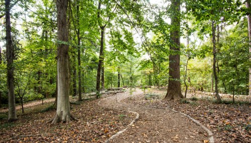 A winding path through a lush green forest with tall trees and scattered leaves on the ground.