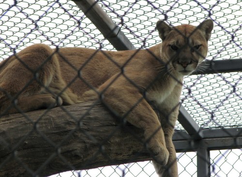 A cougar resting on a log inside a fenced enclosure, looking directly at the camera.